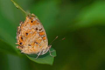 Macro close-up butterfly in wild meadow and flowers on beautiful blurred soft yellow green background