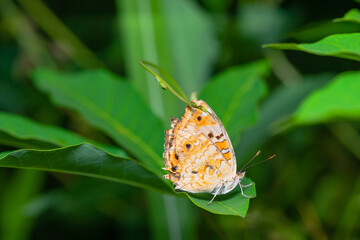Macro close-up butterfly in wild meadow and flowers on beautiful blurred soft yellow green background