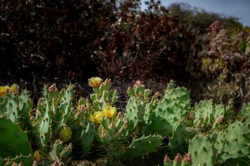 Wild hedge formed by cacti.