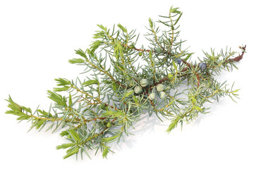 Cones and leaves of Juniperus communis