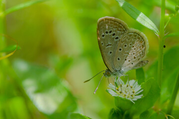 Macro close-up butterfly in wild meadow and flowers on beautiful blurred soft yellow green background