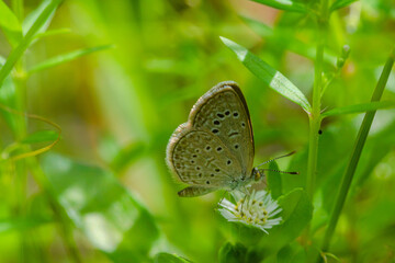 Macro close-up butterfly in wild meadow and flowers on beautiful blurred soft yellow green background