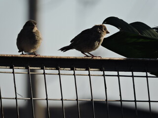 dos aves