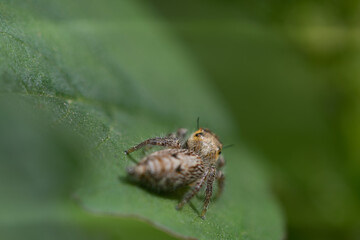 These spiders are known to eat small insects such as grasshoppers, flies, bees and other small spiders,
closeup macro in Hyllus semicupreus Jumping Spider.