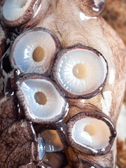 Fototapeta na wymiar Fresh octopus limb or arm, extreme close up look