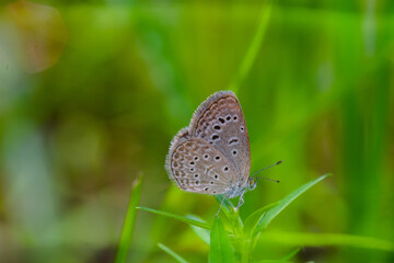 Macro close-up butterfly in wild meadow and flowers on beautiful blurred soft yellow green background