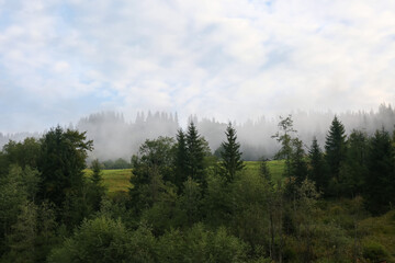 Picturesque view of beautiful foggy forest in morning