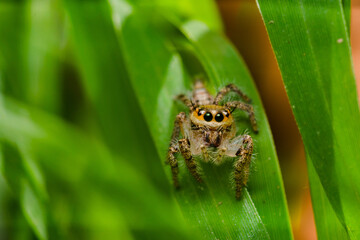 These spiders are known to eat small insects such as grasshoppers, flies, bees and other small spiders,
closeup macro in Hyllus semicupreus Jumping Spider.