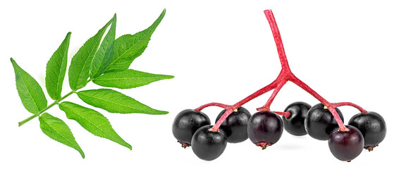 Healthy food - Small branch of fresh black elderberry fruit with green leaves isolated on a white background. Sambucus.