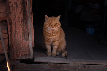 Red cat on the doorstep of the farmhouse