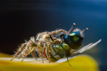 These spiders are known to eat small insects such as grasshoppers, flies, bees and other small spiders,
closeup macro in Hyllus semicupreus Jumping Spider.