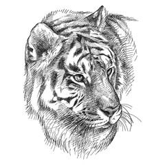 Hand-drawn graphic sketch of Siberian or Amur tiger portrait in black isolated on white background.