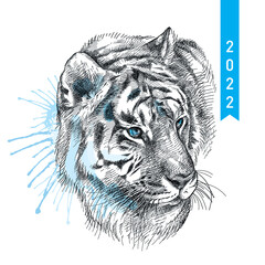 Hand-drawn graphic sketch of Siberian or Amur tiger portrait in black and pastel blue isolated on white background.