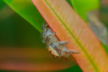These spiders are known to eat small insects such as grasshoppers, flies, bees and other small spiders,
closeup macro in Hyllus semicupreus Jumping Spider.