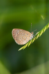 Macro close-up butterfly in wild meadow and flowers on beautiful blurred soft yellow green background