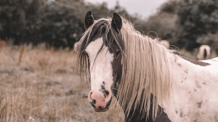 a portrait of a horse