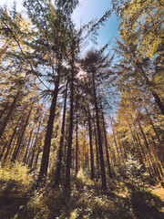 Obraz premium autumn forest in the morning