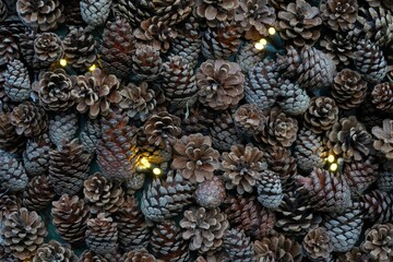 Pinnacles of pine tree as Christmas background. The pinnacles are spread with some lights on the ground. Suitable as seasonal background. 
