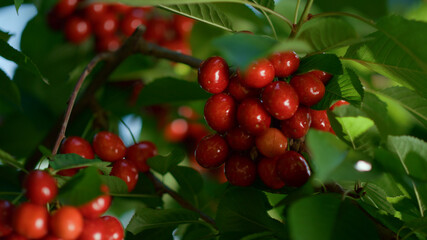 Sweet berry bunch on branch tree. Tasty seasonal fruit growing countryside.