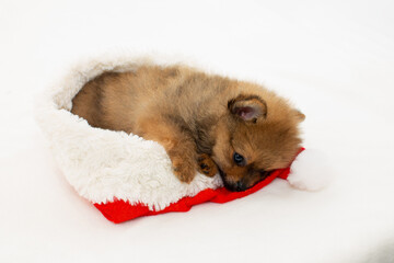 Cute pomeranian puppy playing with Santa Claus hat. The puppy has a New Year. A Christmas puppy.