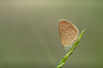 Macro close-up butterfly in wild meadow and flowers on beautiful blurred soft yellow green background