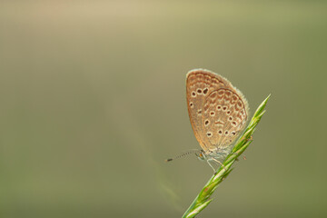 Macro close-up butterfly in wild meadow and flowers on beautiful blurred soft yellow green background