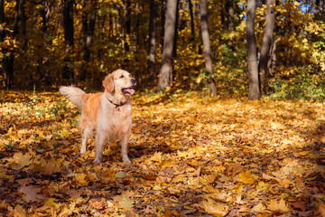 A young retriever dog walks in the autumn forest.