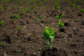 Young vineyard