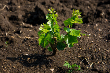 Young vineyard