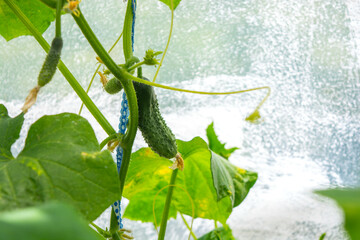 Young cucumbers