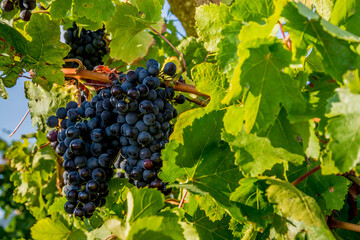 Ripe grapes