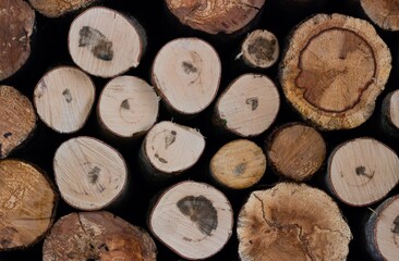 Round cuts of freshly sawn wood lying in a woodpile
