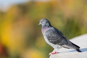 Indian Pigeon