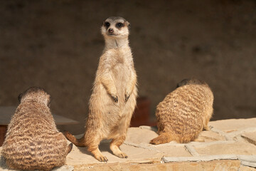A family of meerkats basking in the sun. One animal stood up on its hind legs. Selective focus.