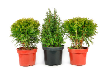thuja and cypress in flower pots isolated on white background.