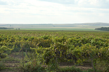 Fototapeta na wymiar An endless plantation of grapes in a steppe area. Copy space.