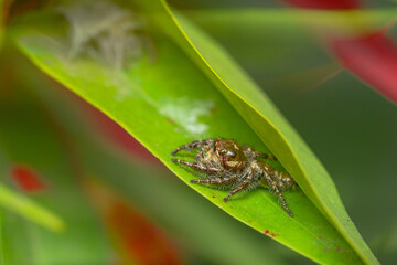 These spiders are known to eat small insects such as grasshoppers, flies, bees and other small spiders,
closeup macro in Hyllus semicupreus Jumping Spider.