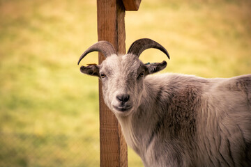 portrait of a goat