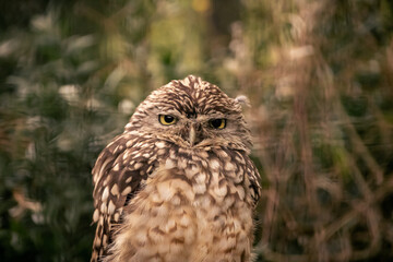 An owl staring at the camera