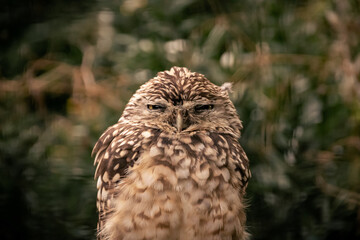 An owl angrily looking at the camera