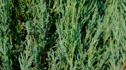 Juniper hedge texture as coniferous natural textured background. Green leaves of Rocky Juniper - Juniperus scopulorum, is coniferous tree. Botanical pattern for graphic design and wallpaper. 