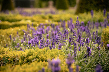 A bed of vibrant lavender