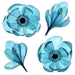 watercolor drawing. set of transparent colors. clipart, blue flowers crocuses and anemones in vintage style, x-ray.