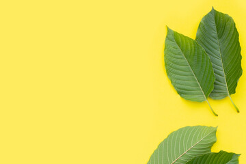 Mitragyna speciosa, Fresh kratom leaves on yellow background