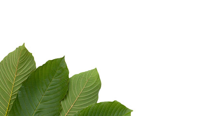 Mitragyna speciosa, Fresh kratom leaves on white background