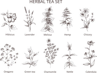 Hand drawn vintage vector pharmacy herbal tea set:hibiscus,lavender,melissa,hemp,green tea,oregano,chamomile,nettle,chicory,calendula.Outline silhouette isolated on transparent background