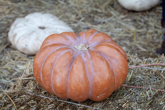 Autumn Squashes
