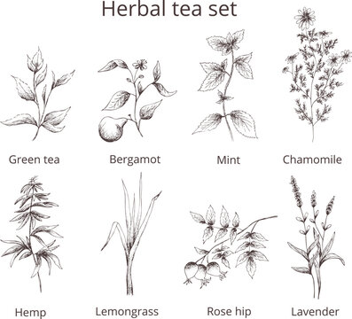  Hand drawn vintage vector pharmacy 
herbal tea set: green tea, bergamot,
mint,chamomile, rose hip,hemp,lemongrass,
lavender.Outline silhouette isolated on transparent 
background. 