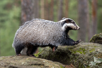 The badger runs in the woods looking for food.