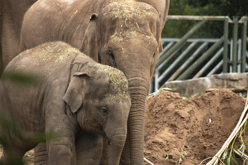 Fototapeta premium An elephant with its mother